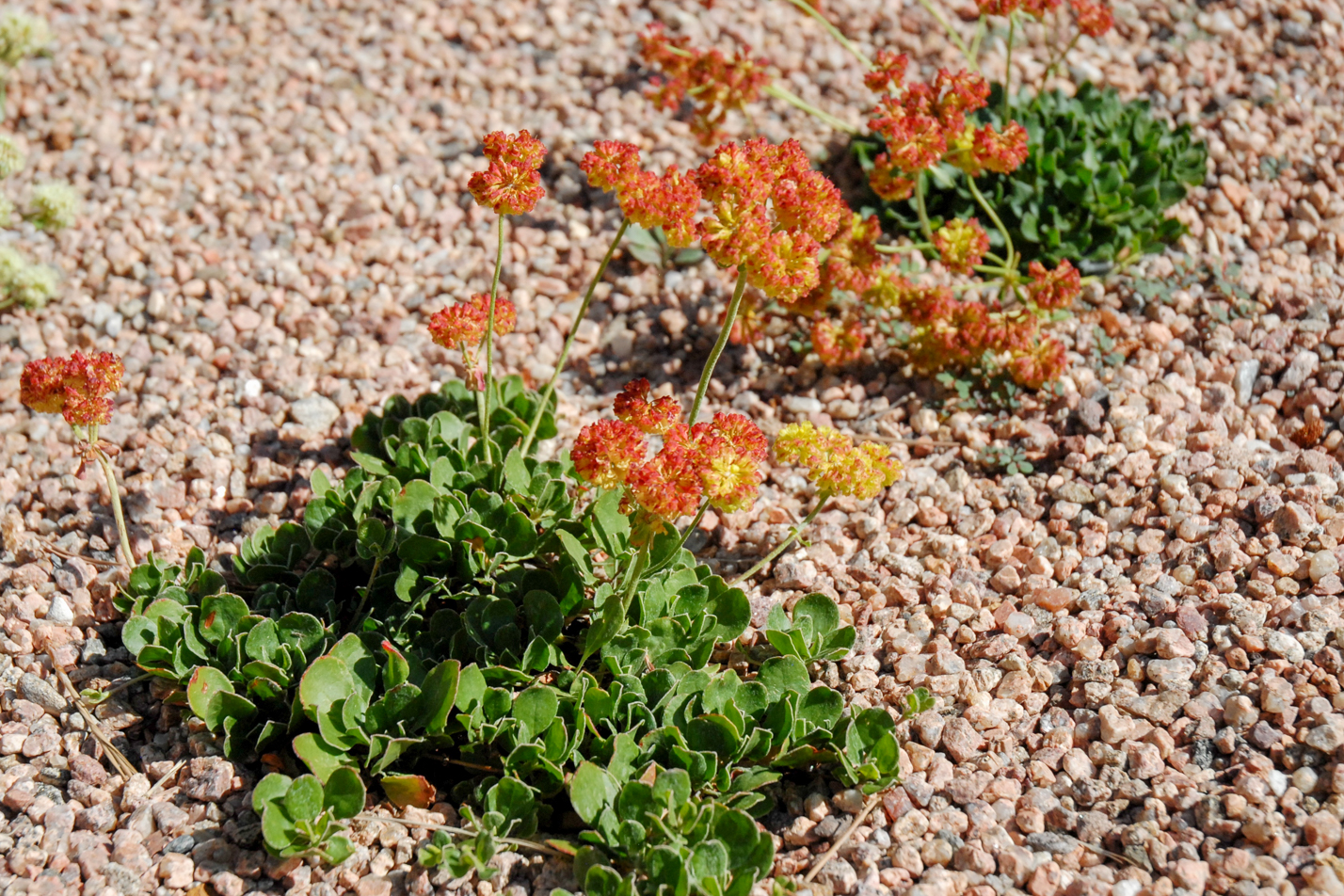 Kannah Creek Buckwheat